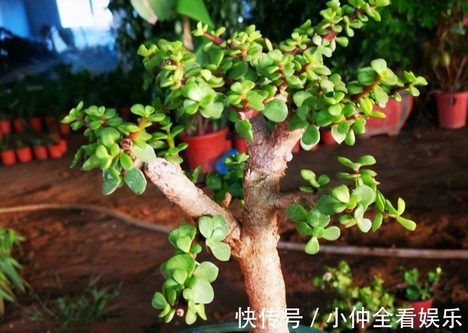 金枝玉叶老掉叶,想成老桩是奢望?那是因为你不知道它有“四怕”