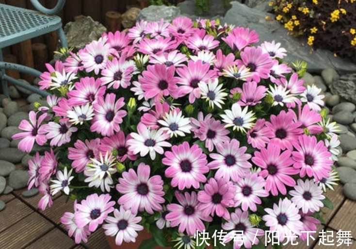 冬天5种花不能“懒”,没事多剪剪,冬季枝繁叶茂,春季开花爆盆