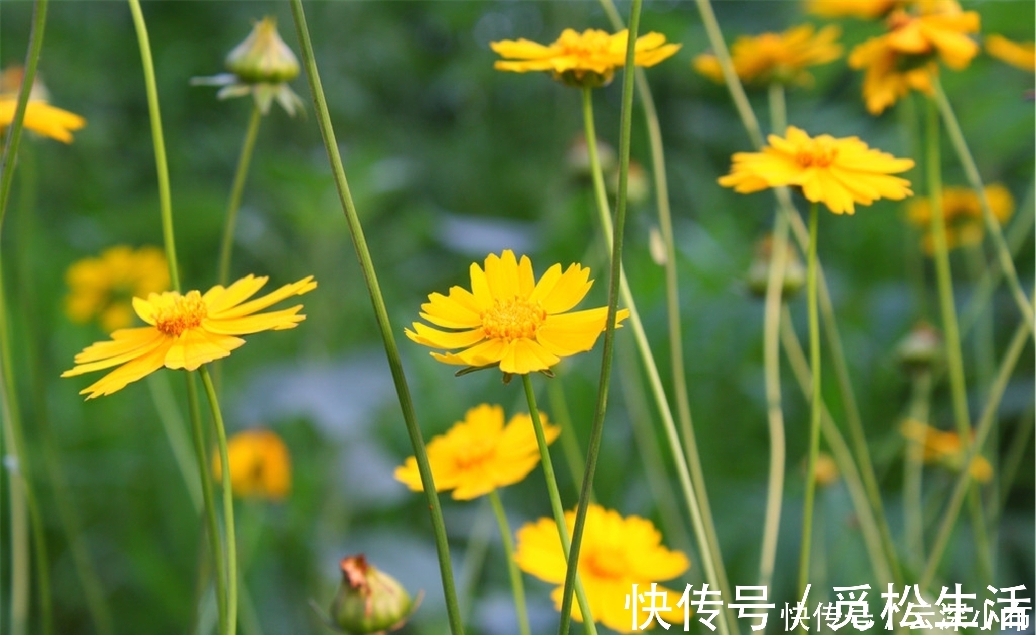 咏菊诗！罗隐最经典的一首咏菊诗，从开篇到结尾句句经典，值得我们一读！