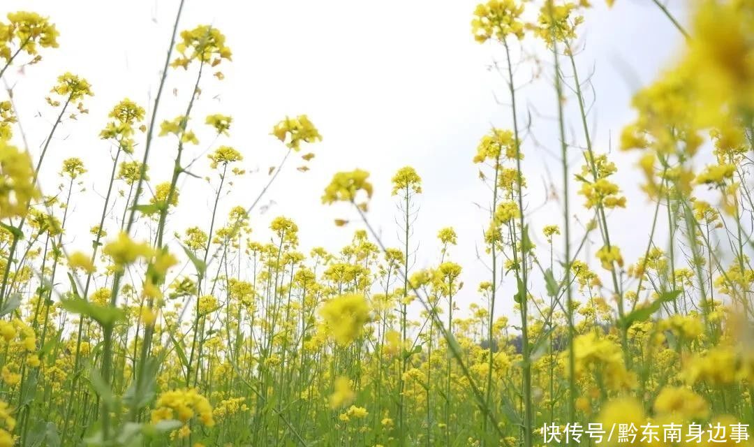 公园|春暖花开风景好， 踏青赏花正当时