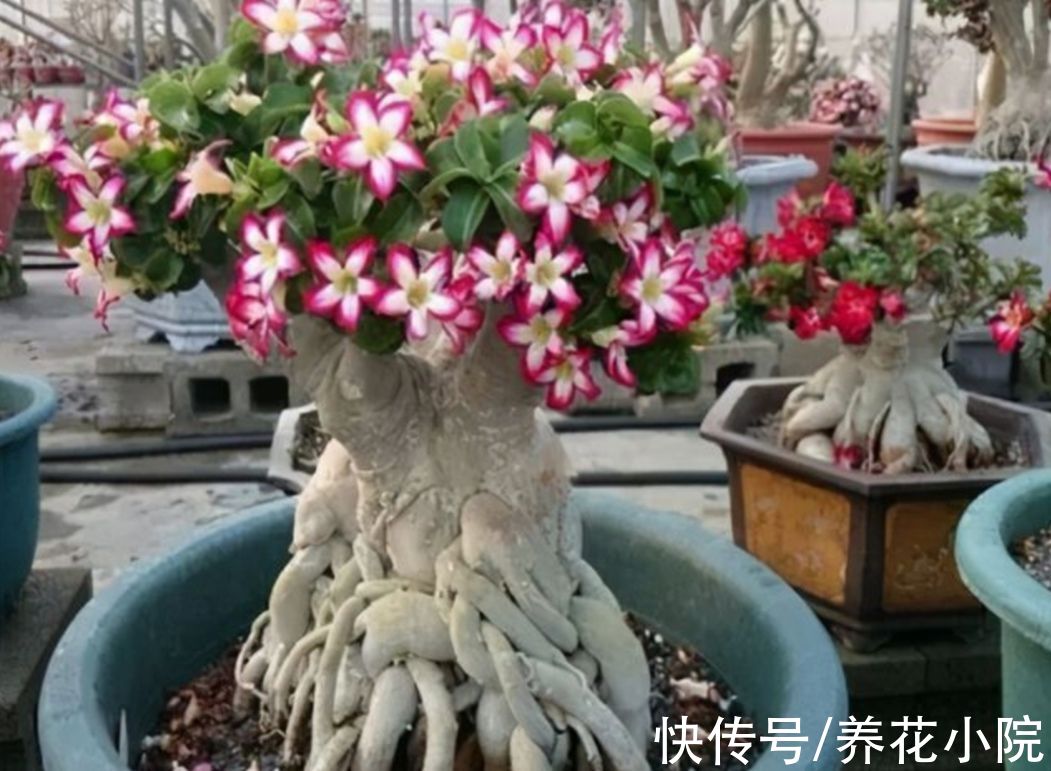 浇水|6种花“喝水少”，不用浇太勤，漂亮还好养