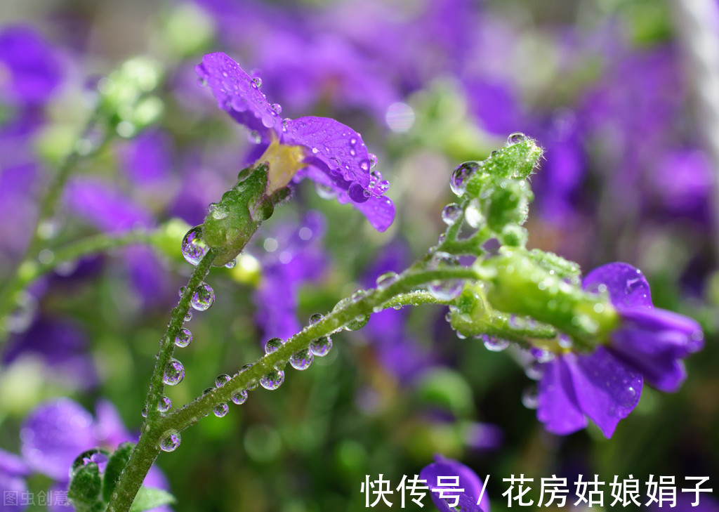 娟子|喜欢下雨天的 8种花,下雨扔外面,越淋雨生长越旺盛,开花越多