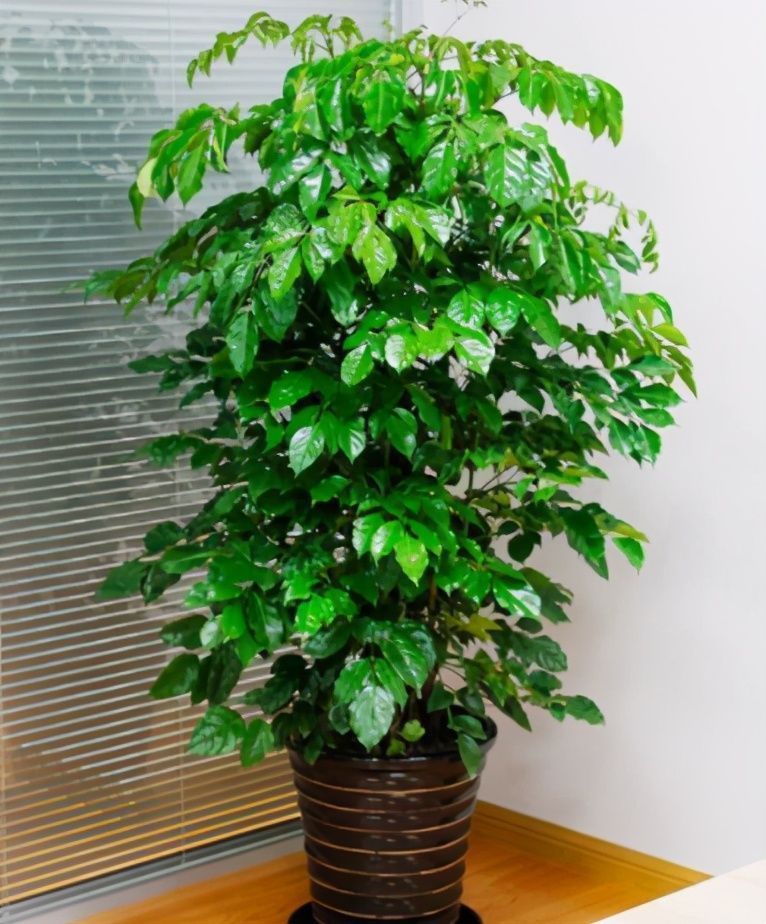 叶片|客厅养开花植物不合适,养3种绿叶树,不仅寓意好,还能净化空气