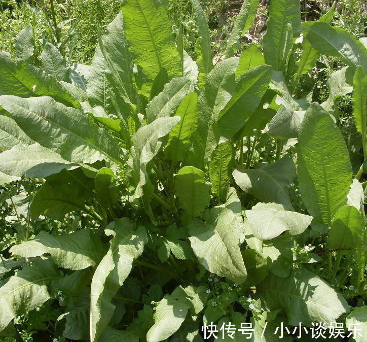 野菜|农村这种野菜叫“金不换”，药用价值非常高，很多人都不知道！