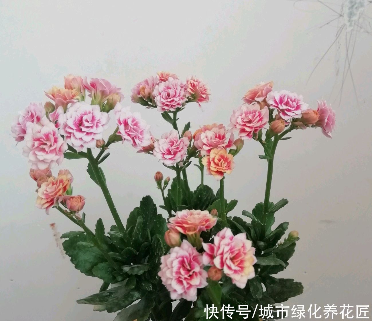 长寿花打花苞20天了还开不出来怎么办?套个黑袋子,3天花满盆
