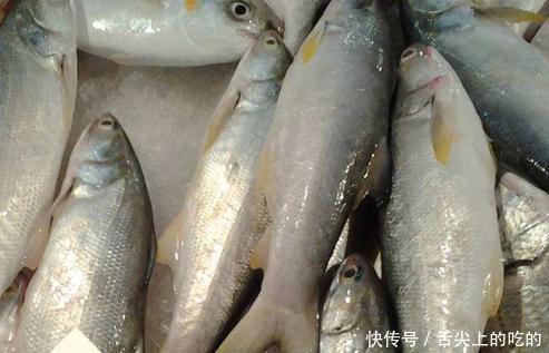 海鱼|被誉为最好吃的海鱼，鱼肉似“千层糕”，我国独有，却少有人知