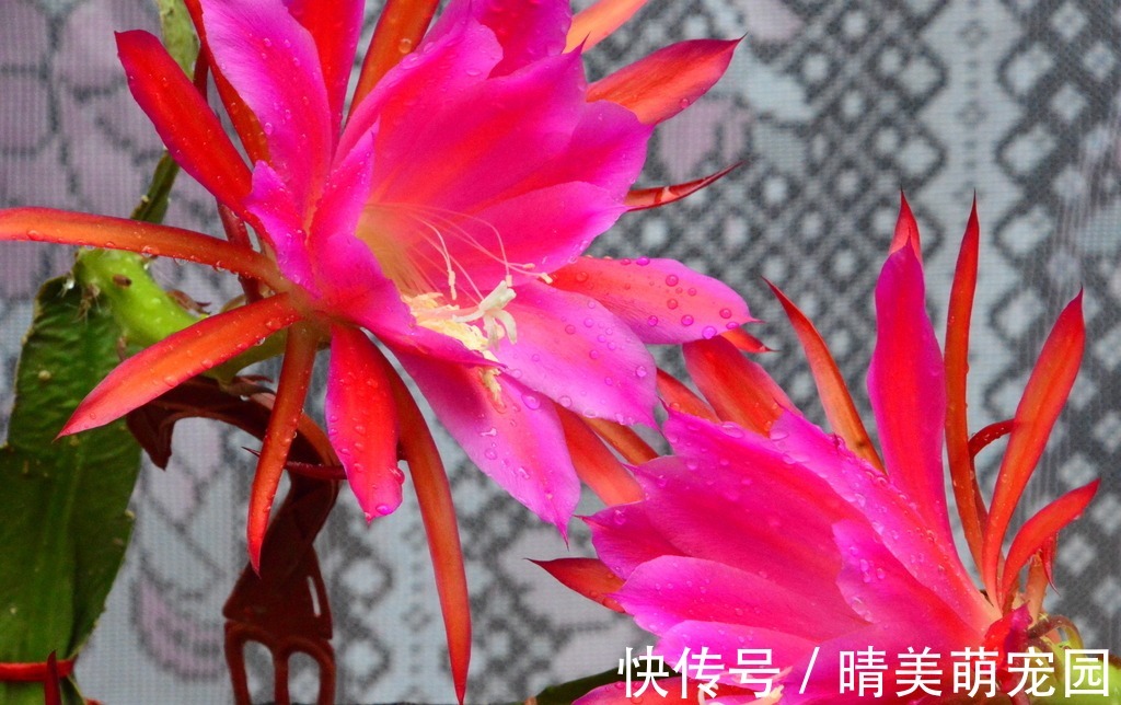 立秋后太阳毒辣，该养什么花？盆栽这3样，耐旱抗晒，开花漂亮