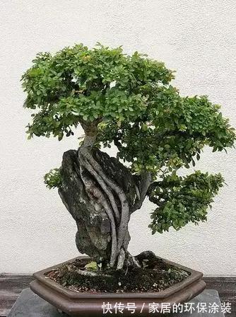 漂亮|漂亮的附石盆景，令人爱不忍释
