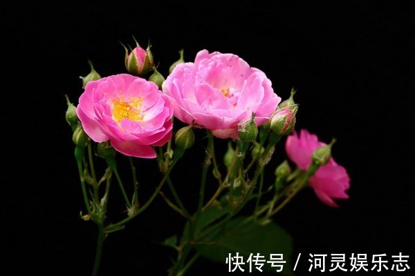 富婆命|“一辈子不缺男人”的4大生肖女,不缺钱不缺爱,典型的富婆命!