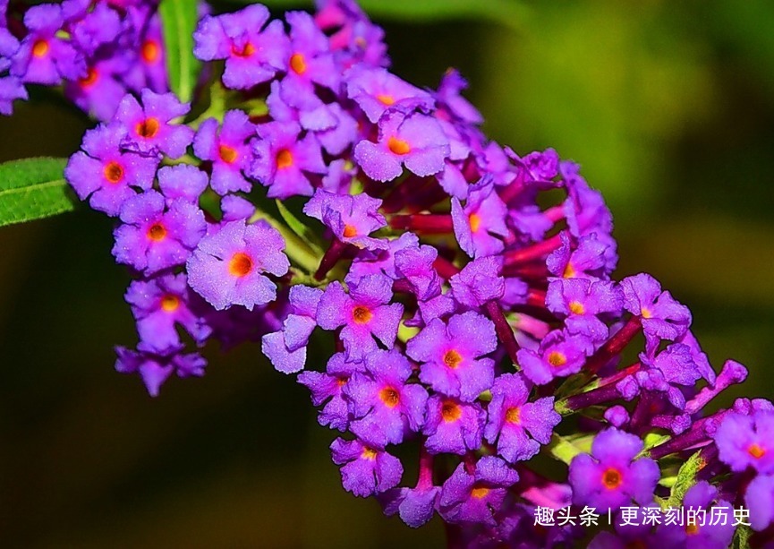 此花造型奇特色彩浓艳,给人一种活泼热闹的美感,象征着鸿运当头