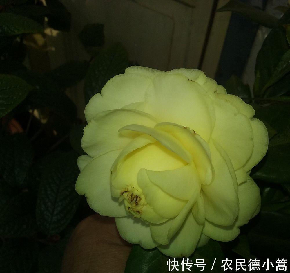 牡丹|此种木本花卉,漂亮不输牡丹,观赏价值高,养护容易,是盆栽佳品