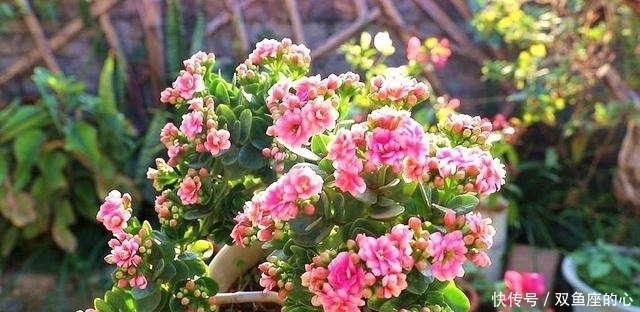 长寿花“夏必死”?避开误区“撒欢长”,还能再绽放小半年