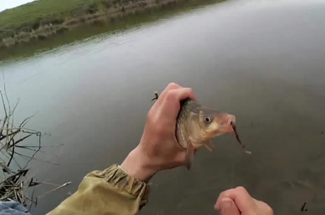 冬钓诱鱼太慢,庆幸老司机有这鲫鱼窝料,刚一下水就来鱼,特过瘾