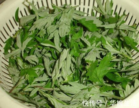 湿气|艾叶加一物，湿气没了，腰不酸，腿不痛，男女可以试试，早知早好