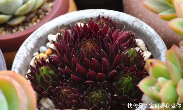 最合适|4种花“不怕冻”,冬天下雪会更美,养护也简单,北方养最合适