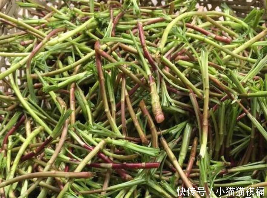 神农本草经|钙含量达牛奶7倍,过去拿去喂猪,如今成稀罕野菜,煎鸡蛋最美味