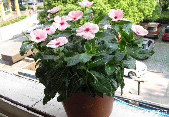 养花浇水顾及到这5个要素，就再也不担心植物缺水落叶掉花