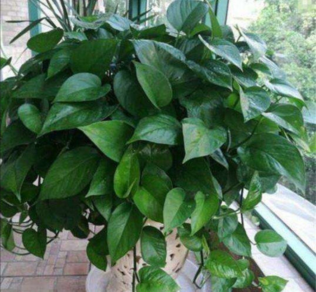 这3种花要“懒养”,越是粗放养护,植株长势越旺盛