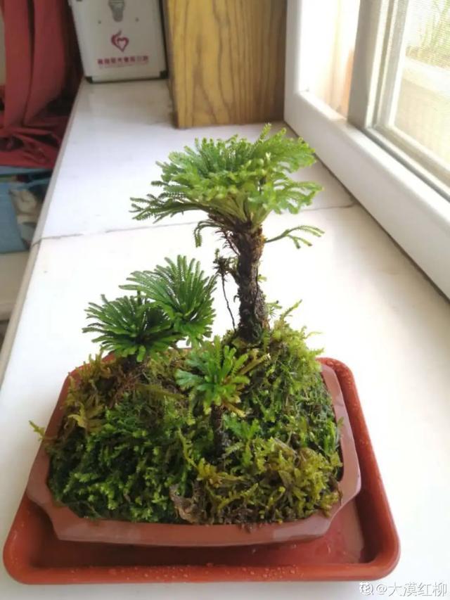 镇宅|盆景家里养盆松,代代出富翁,镇宅守家福气旺