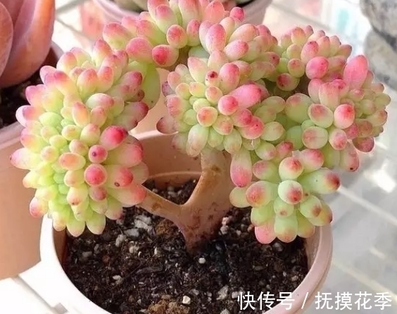 多肉植物|多肉乙女心,天暖盆栽时多晒太阳、适量低温才能让叶子越长越美