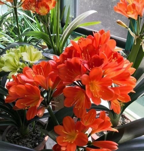 养护君子兰，2个肥料轮流用，一种长厚叶，一种开大花