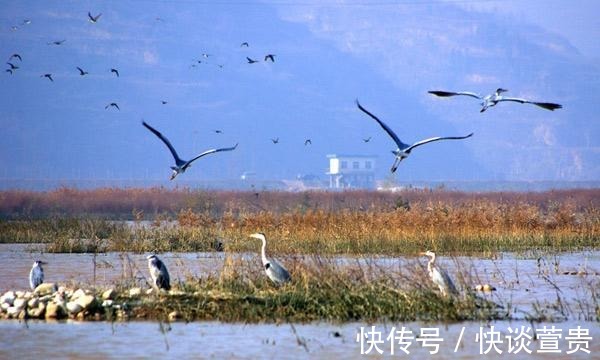 鸟类|北京秋游好去处！风景秀丽芦苇飘荡，门票免费适合自驾