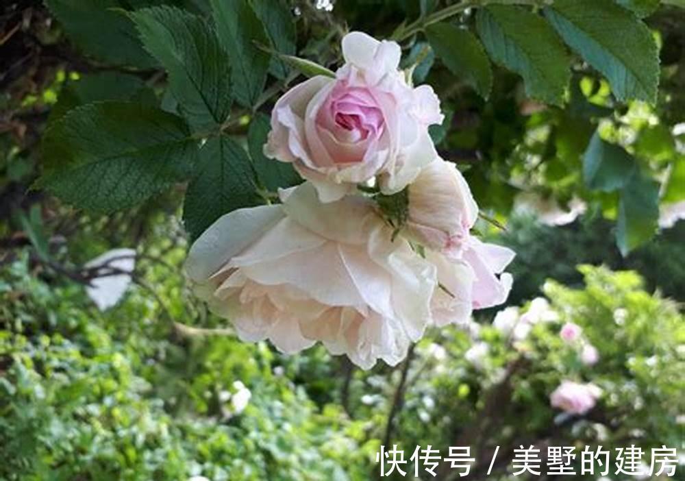 喷雾|养花，浇水可早上浇，傍晚的时候喷雾一次，缓解干燥
