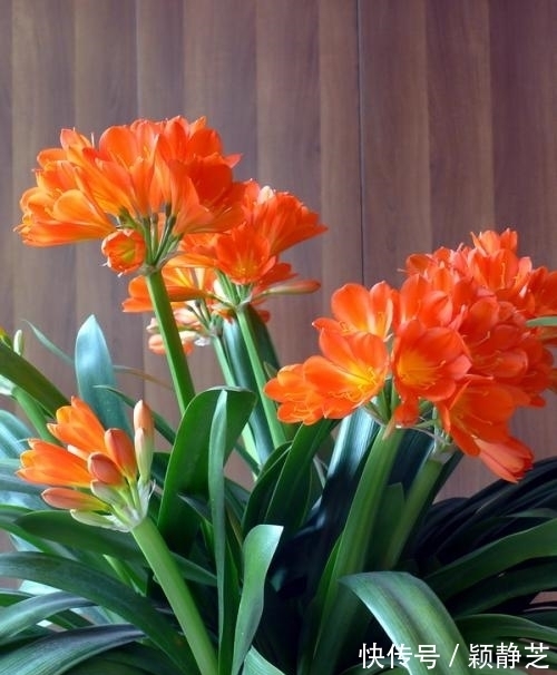 冬天养君子兰,掌握3个要点,顺利开花,叶片挺拔如折扇!