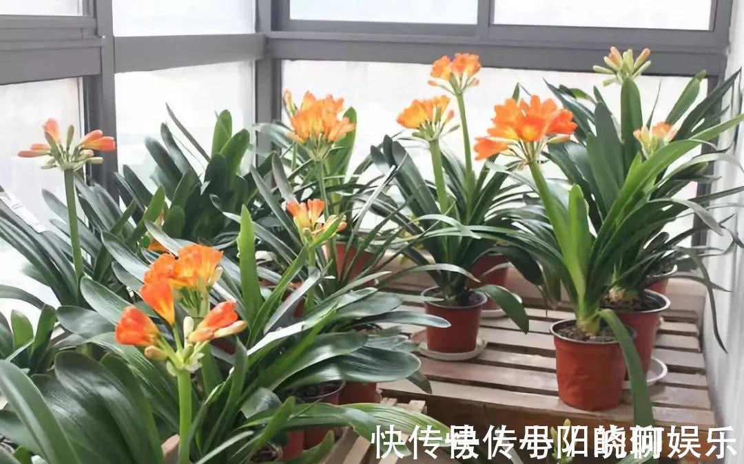 6种漂亮花,都有“好寓意”,喜欢的话养一盆,吉祥又大气