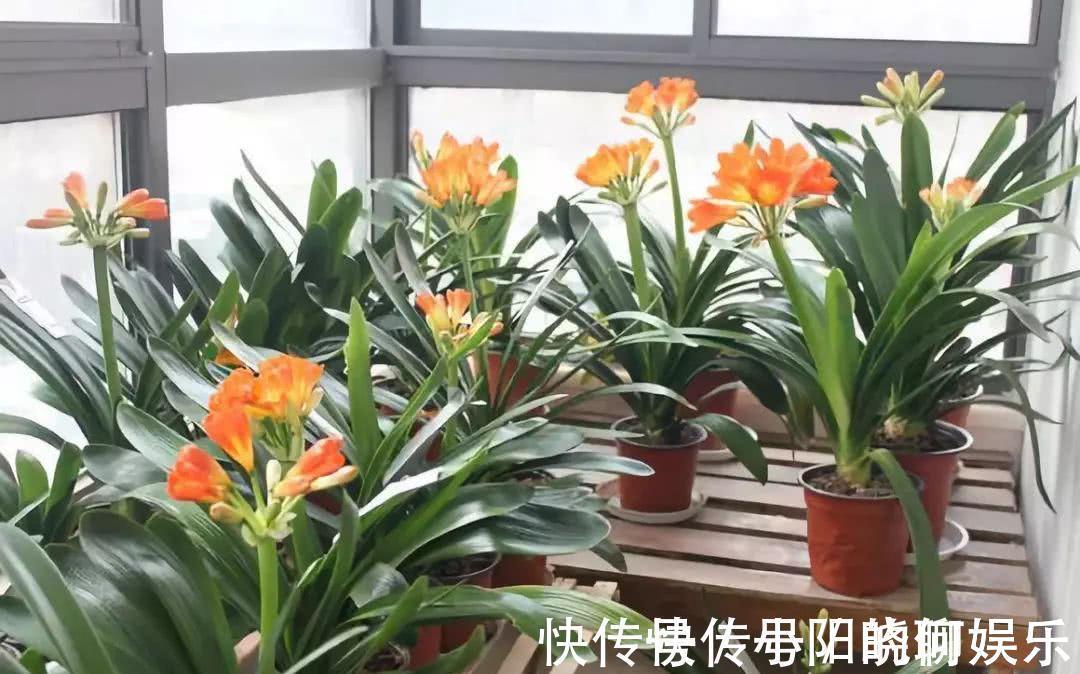 复合肥|6种漂亮花，都有“好寓意”，喜欢的话养一盆，吉祥又大气