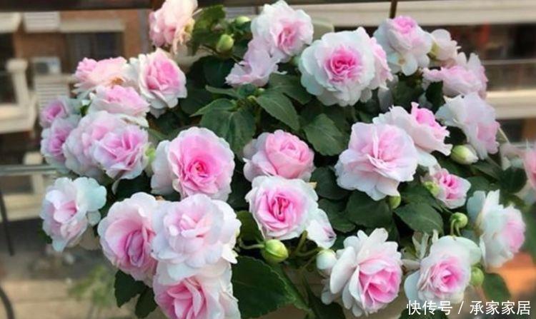 4种花适合种在院子里,好养易活花色鲜艳,变成一片花海