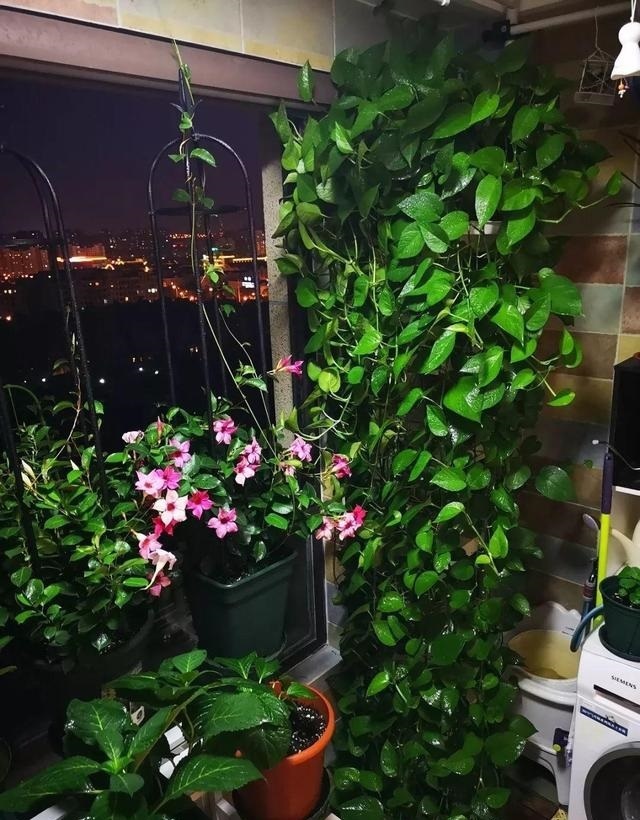 绿萝的最爱,家家都有,2周喂一点,叶子油绿翠亮,新叶巴掌大