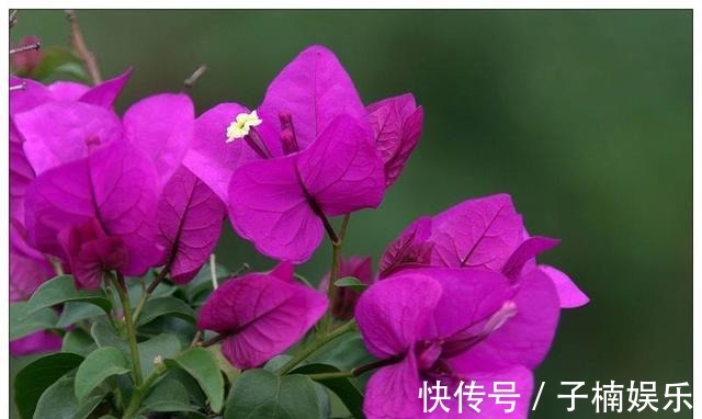 托盘|三角梅扦插有技巧,学会几点,一盆变多盆很简单