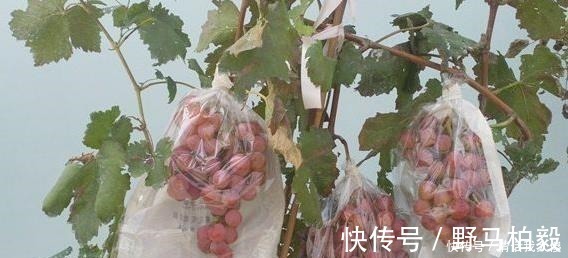 土壤|3种“水果”不用买，剪下枝条“插土里”，生根发芽，采摘1箩筐！