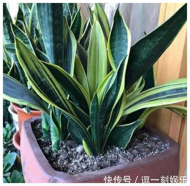 8种绿植,家里养一盆,废气吸光光,净化空气一级棒