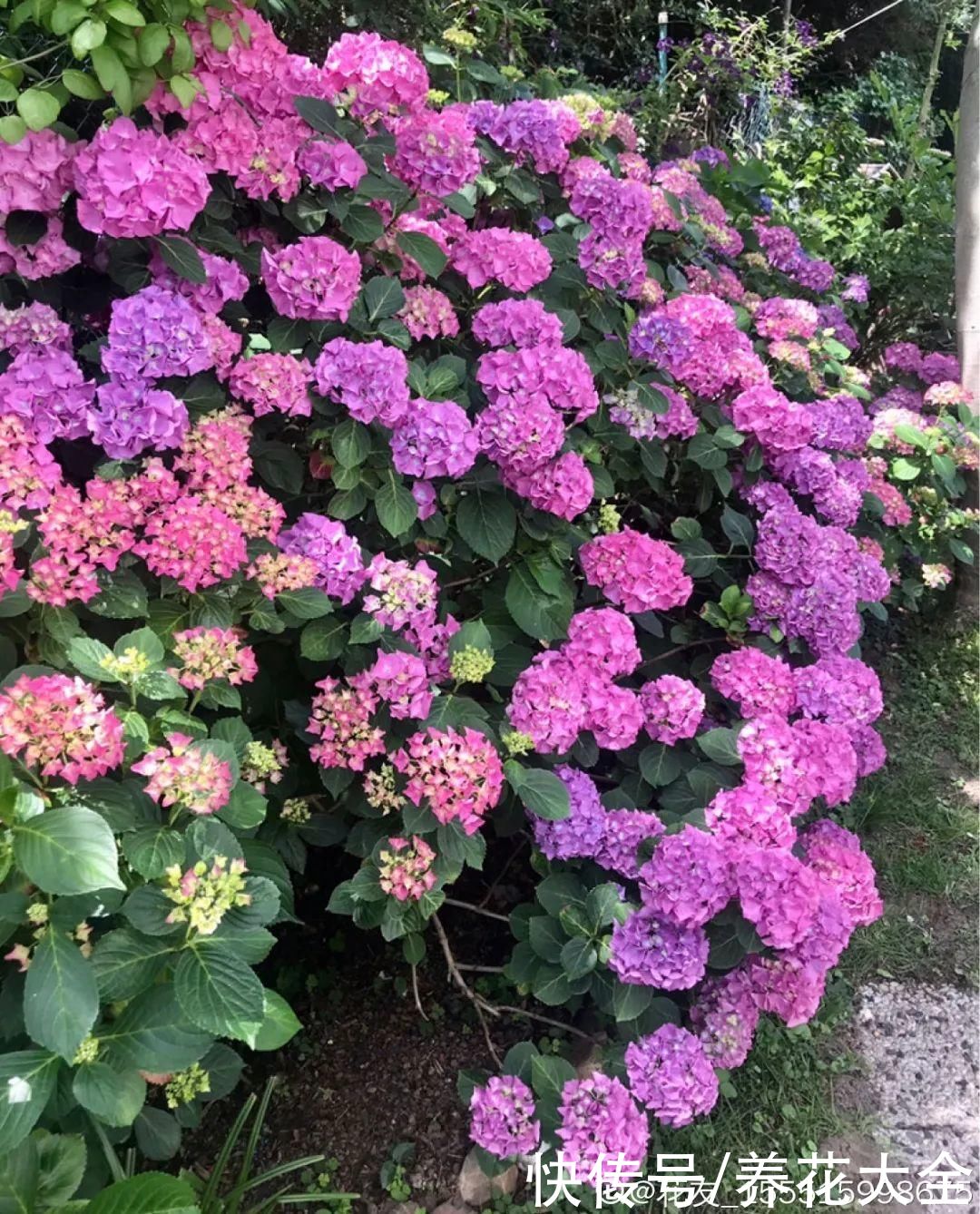 抗病、不招虫的天竺葵，屋里养一盆，开花一茬接一茬