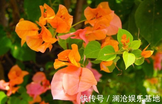 新手养花不如养一盆“橙雀三角梅”，色彩明快，花期长适合盆栽养