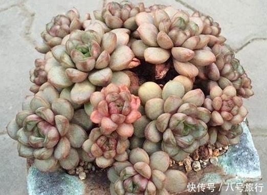 多肉|这样的操作多做几次,半年快速养成多肉老桩!