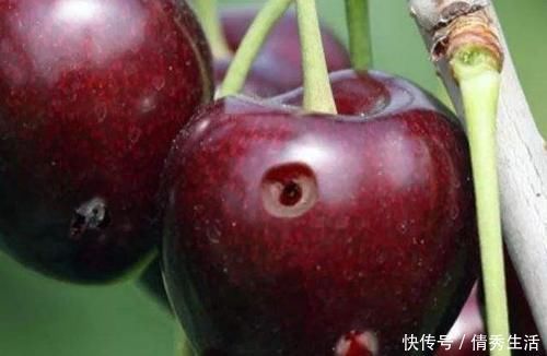 荔枝|6种水果有“寄生虫”，还能给孩子吃吗？医生建议：这些要少吃