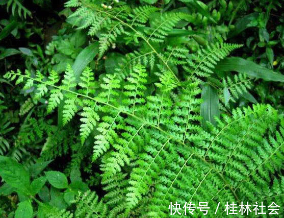 泌尿系感染|路边上的这种野草，药用价值极高，大多数人不认识