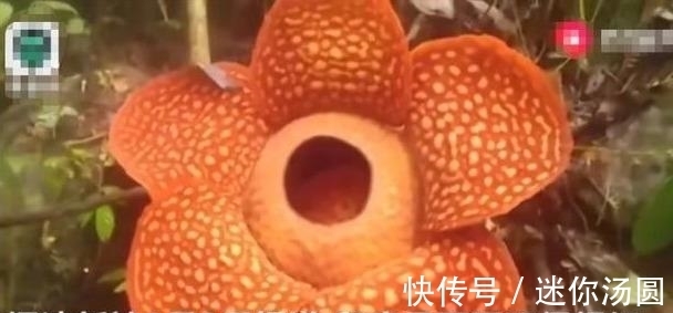 颜色|印尼称世界最大花朵又刷新纪录，此花花朵巨大颜色亮丽却奇臭无比