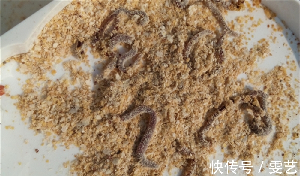 民间野钓大鲫鱼的4种方法,窝中鱼越钓越多,正适合仲春使用!