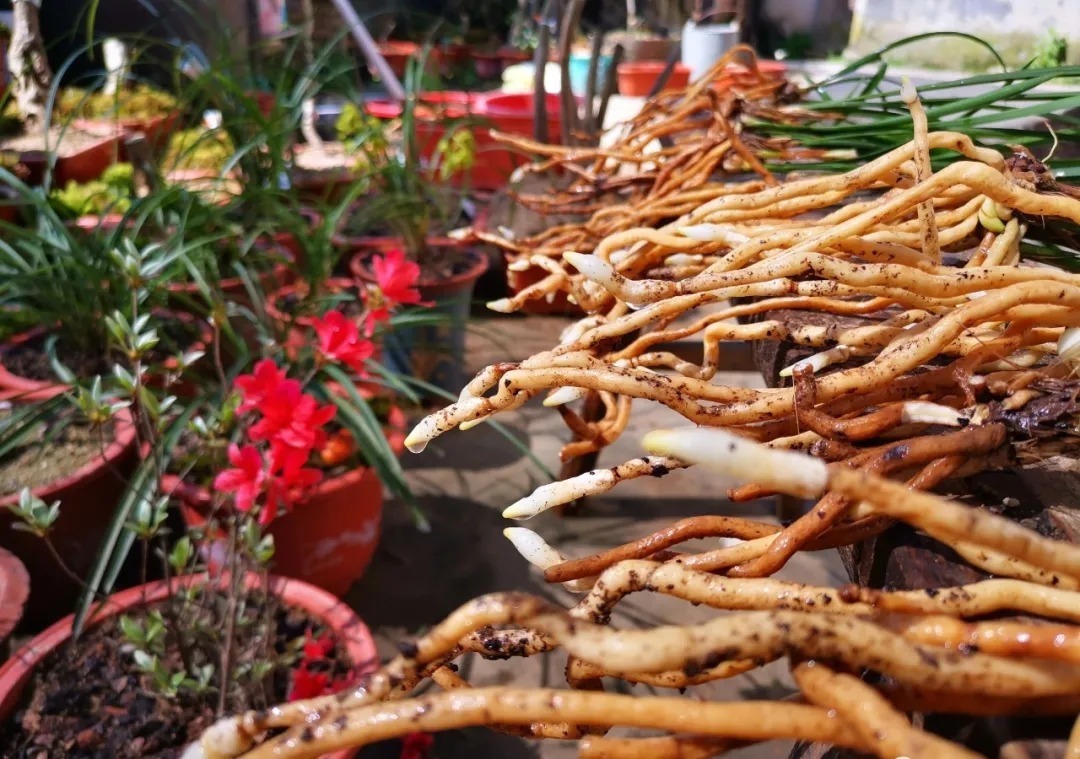 蕙兰|春兰、蕙兰这样种植,4年不翻盆,也从没发现烂根