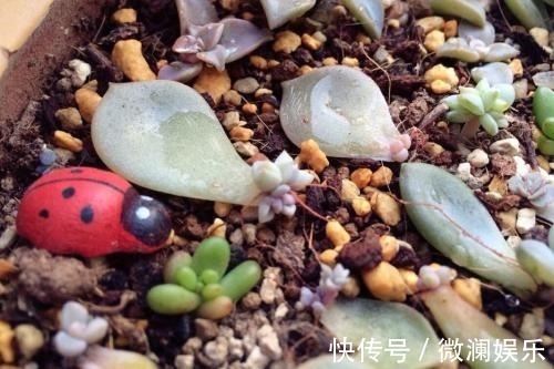 叶片|多肉繁殖成活低，用这个小技巧，新芽嫩叶长不停！