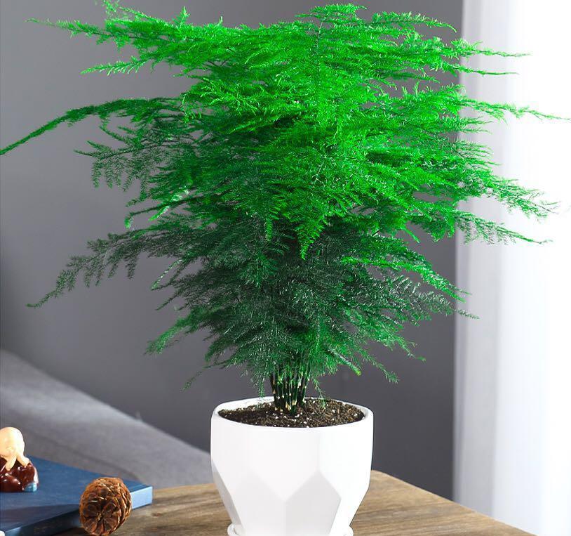 17大吉祥花,客厅有空间一定要养上一盆,好看又好养,养人又旺家