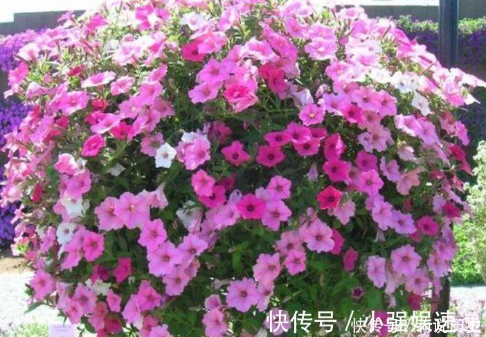 栀子花|适合家养的几种花,沾土就活,轻松变成小花园