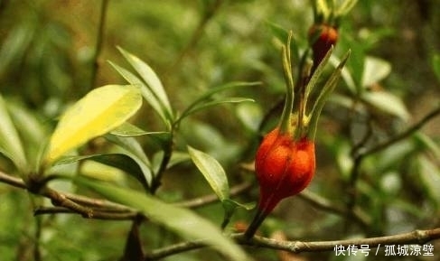 栀子花|村里路边这种野花,满地都是,它可以治疗很多病,你知道吗?