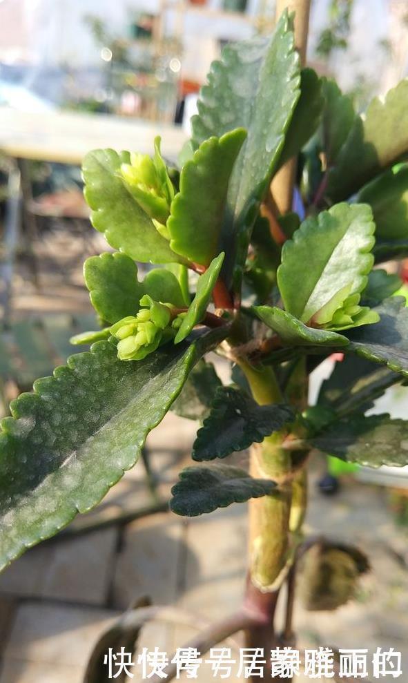 长寿花“嫁给”玉树不死鸟?注意3点,嫁的好,开花旺