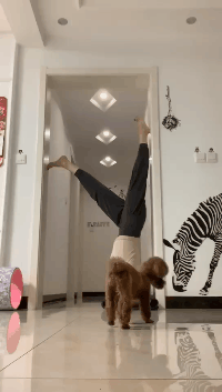 |搞笑GIF:奶奶遛狗一个月,狗狗瘦10斤,奶奶长10斤,原来如此