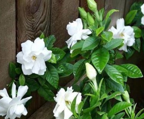 什么黄豆水、淘米水都不如“它”，10天浇一次，叶绿、花旺